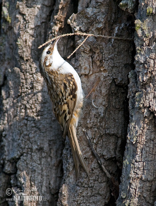 Rampichino alpestre