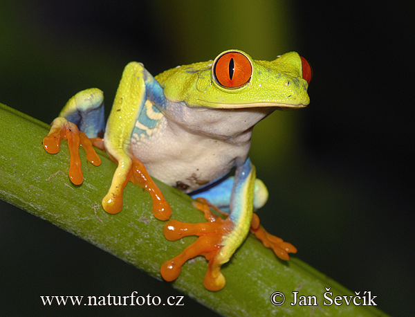 Pictures Of Red-Eyed Tree Frog - Free Red-Eyed Tree Frog pictures 