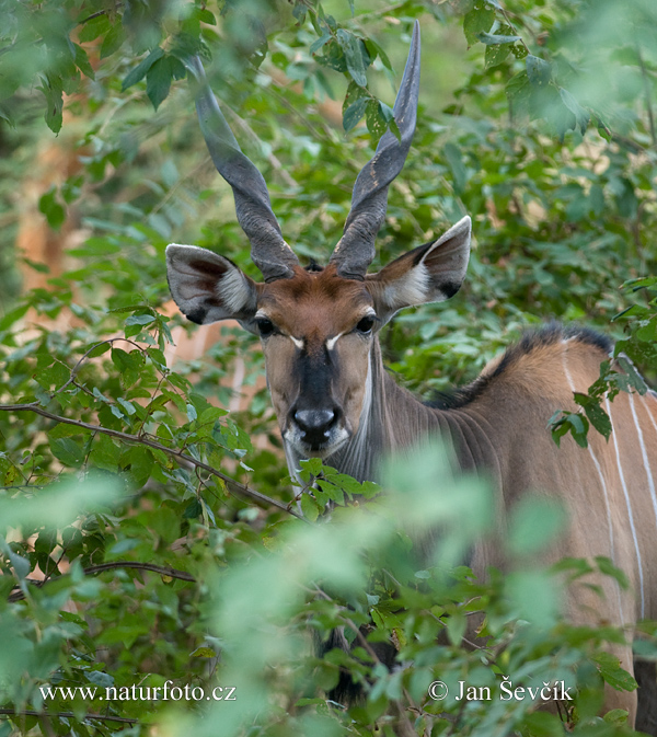 Reuzenelandantilope