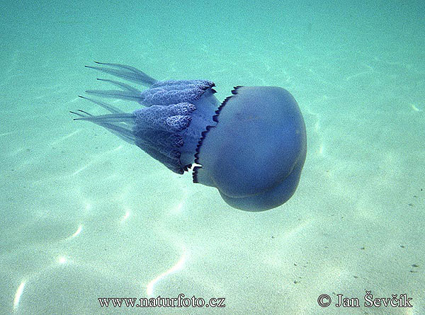 bonne nuit dans images sacrée rhizostome-jellyfish--korenoustka-plicnata-rhizosto-pulmo