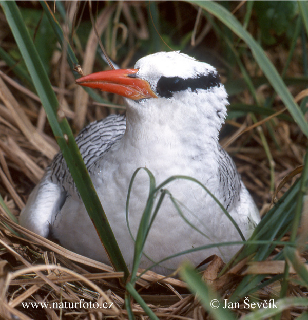 Roodsnavelkeerkringvogel