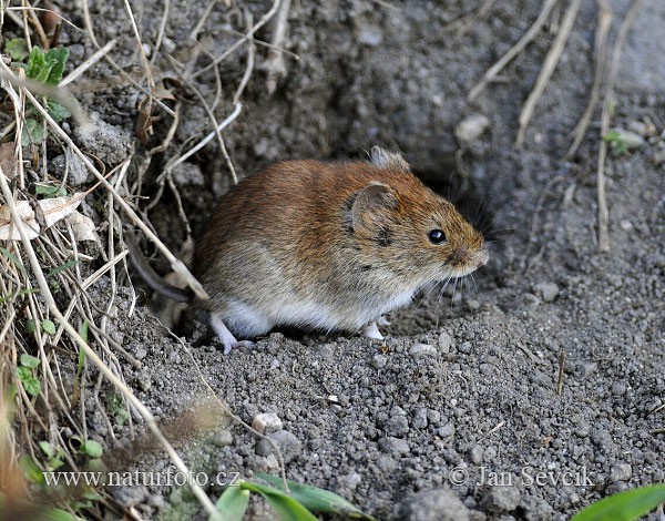 Rosse woelmuis