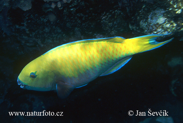 Rusty Parrotfish Red See Photo no 9218