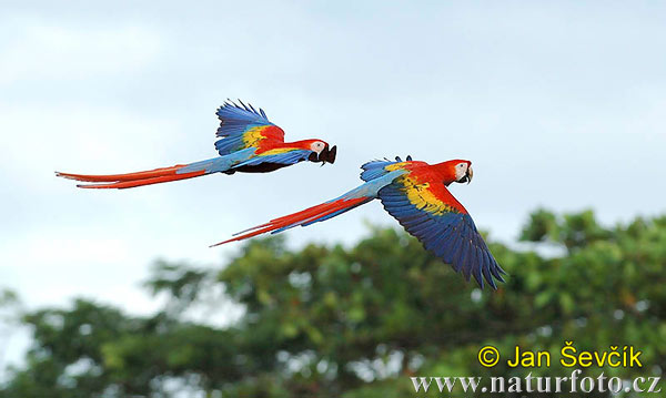 scarlet-macaw--ara-macao-1.jpg