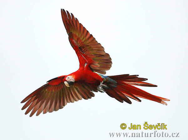 Macaws+in+flight