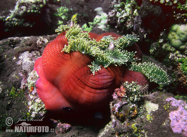 Sea Anemone (Heteractis magnifica)