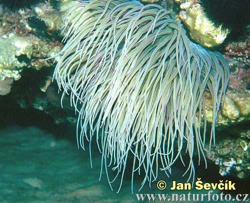 sea anemone  anemonia sulcata