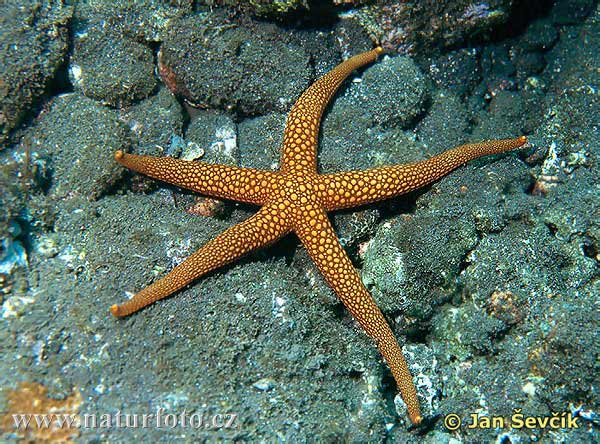 Pictures Of Starfish (Sea Star) - Free Starfish (Sea Star) pictures 