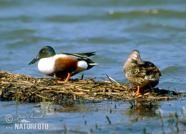 Shoveler (Anas clypeata)