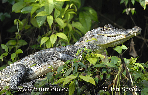 caiman. Spectacled Caiman