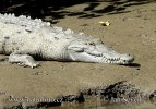Американски остромуцунест крокодил