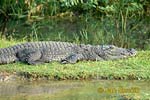 Индийски крокодил
