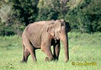 Азиатский слон
