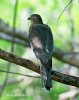 Accipiter badius