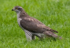 Accipiter gentilis