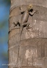 Agama comú