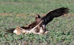 Águila real