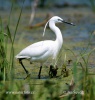 Aigrette garzette