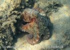 Astoņkājis