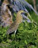 Bare-throated Tiger Heron