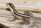 Basiliscus vittatus