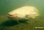 Bayağı yayın balığı
