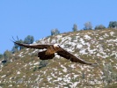 Bearded Vulture