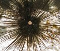 Black Longspine Urchin