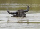 Búfalo de agua salvaje