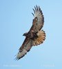 Buzzard