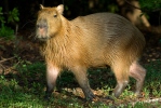 Capibara