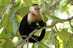 Capuchino cariblanco