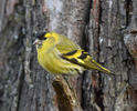 Carduelis spinus