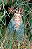 Cicadetta montana