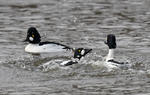 Common Goldeneye