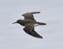 Common Sandpiper