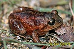 Common Spadefoot