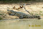 Crocodile des marais