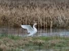 Cygne siffleur