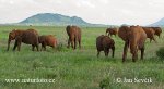 Éléphant de savane d'Afrique