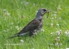 Fieldfare