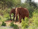 Gajah semak afrika