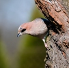 Garrulus glandarius