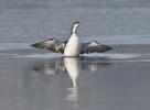 Gavia arctica