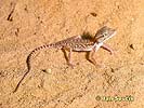 Gecko Crossobamon