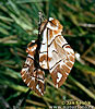 Gevlamde vlinder