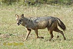 Golden Asiatic Jackal