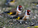 Goldfinch