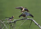 Golondrina común