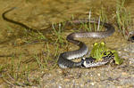 Grass Snake